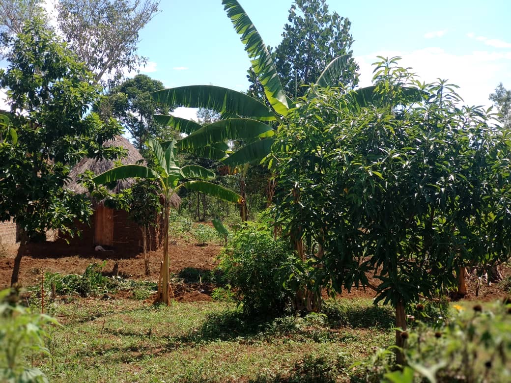The hut and the small piece of land with fruit trees